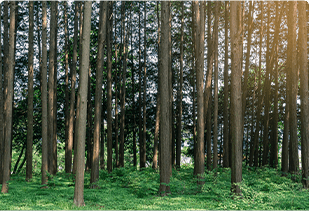 林業・森林整備