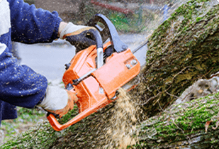 庭木・植木の伐採・抜根
