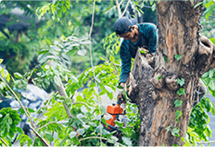 庭木・植木の剪定